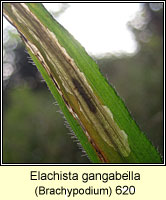 Elachista gangabella