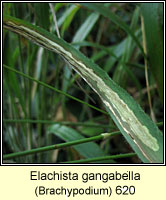 Elachista gangabella