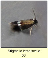 Stigmella lemniscella