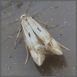 Biselachista albidella