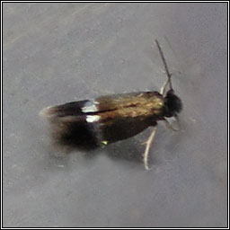 Stigmella lemniscella