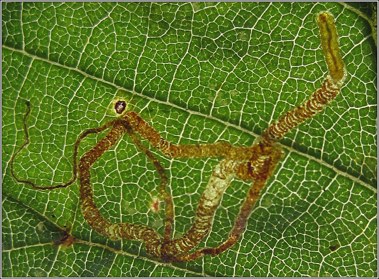 Stigmella lemniscella