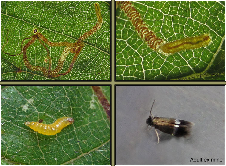 Stigmella lemniscella