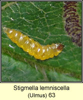 Stigmella lemniscella