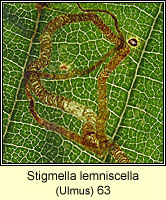 Stigmella lemniscella