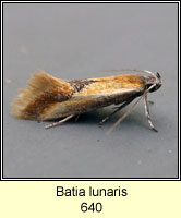 Batia lunaris