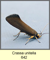 Crassa unitella