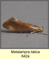 Metalampra italica