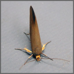 Crassa unitella