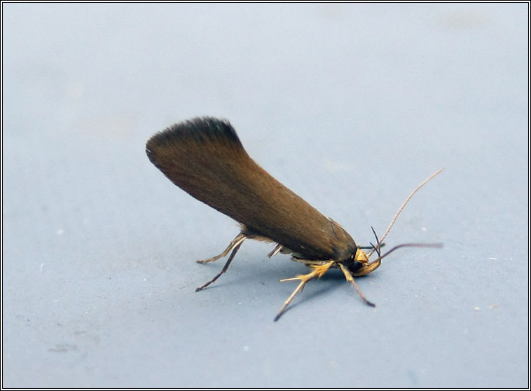 Crassa unitella