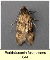 Borkhausenia fuscescens