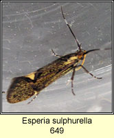 Esperia sulphurella