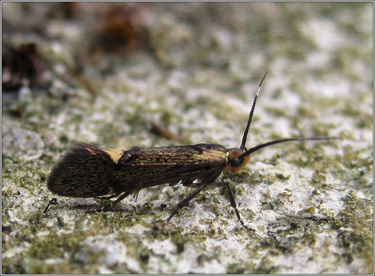 Esperia sulphurella