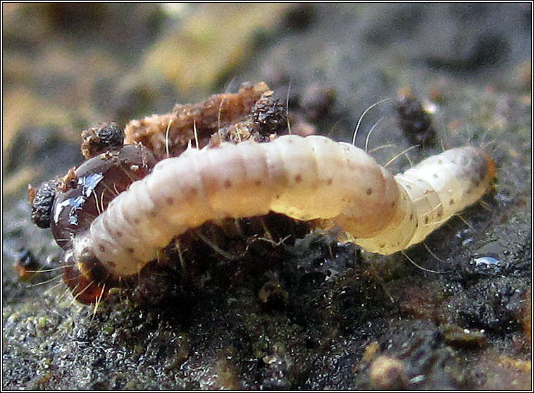 Esperia sulphurella