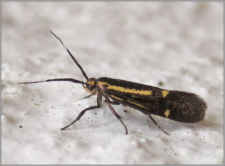 Esperia sulphurella