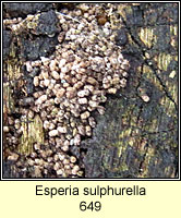 Esperia sulphurella