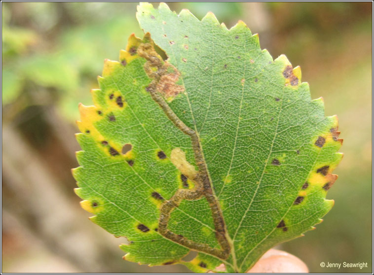 Stigmella continuella