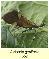 Alabonia geoffrella