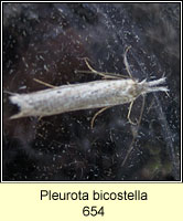 Pleurota bicostella