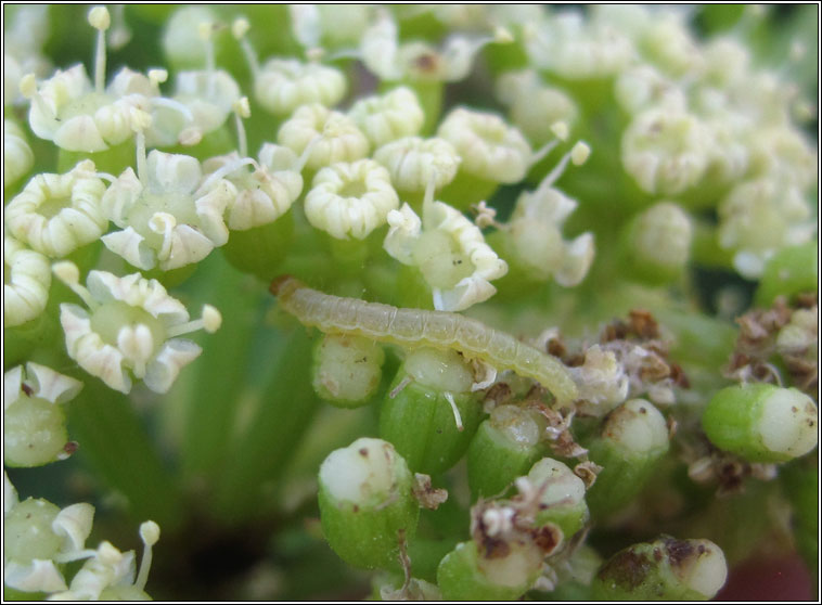 Tachystola acroxantha