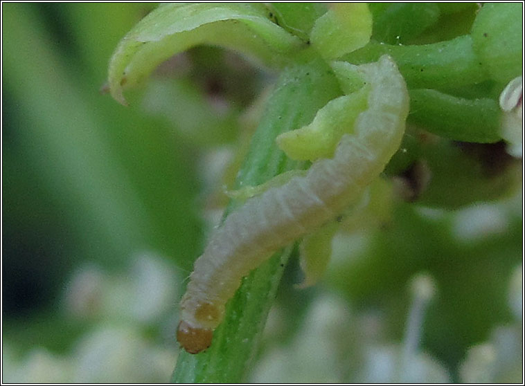 Tachystola acroxantha