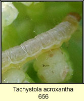 Tachystola acroxantha