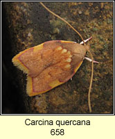 Carcina quercana