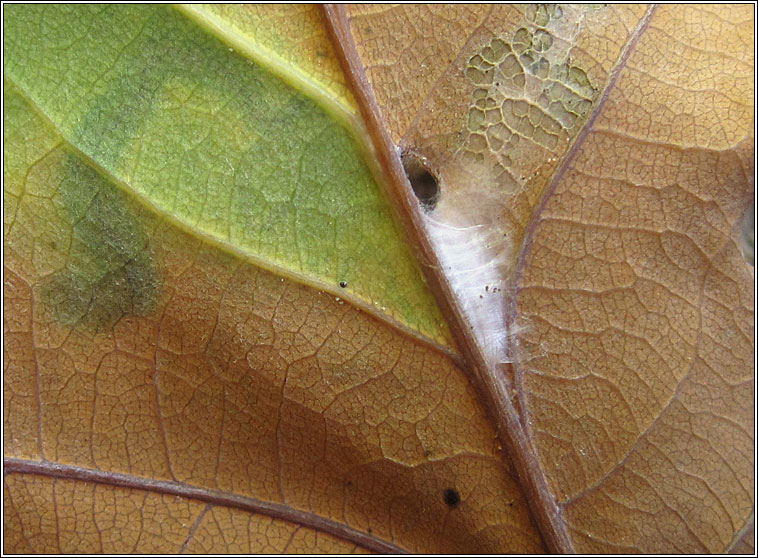 Carcina quercana