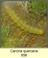 Carcina quercana