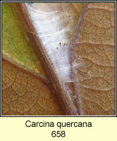 Carcina quercana