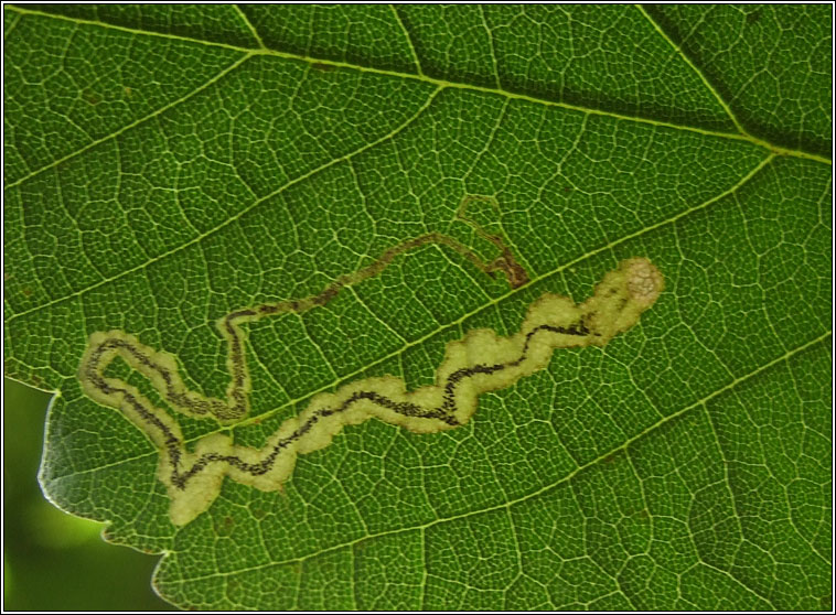 Stigmella speciosa