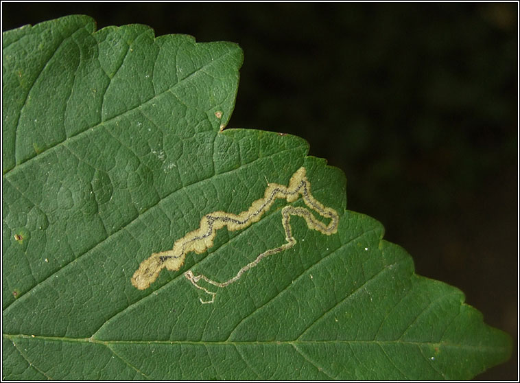 Stigmella speciosa