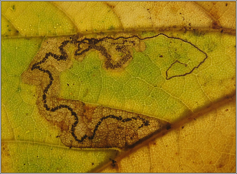 Stigmella speciosa