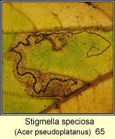 Stigmella speciosa