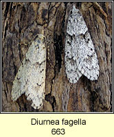 Diurnea fagella