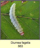 Diurnea fagella