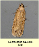 Depressaria daucella