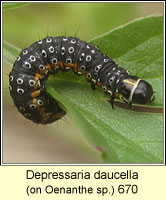 Depressaria daucella