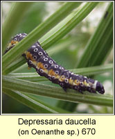 Depressaria daucella