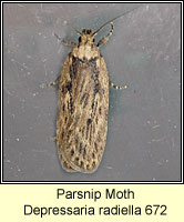 Depressaria radiella, Parsnip Moth