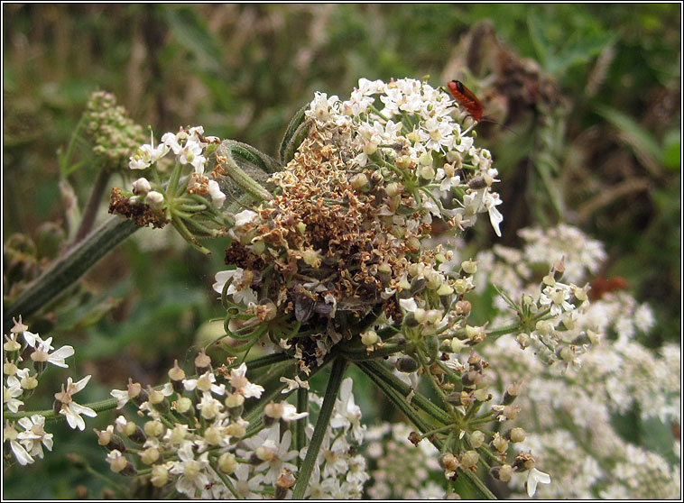 Depressaria radiella, Parsnip Moth