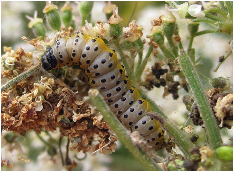 Depressaria radiella, Parsnip Moth