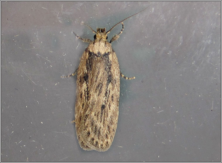 Depressaria radiella, Parsnip Moth