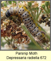 Depressaria radiella, Parsnip Moth