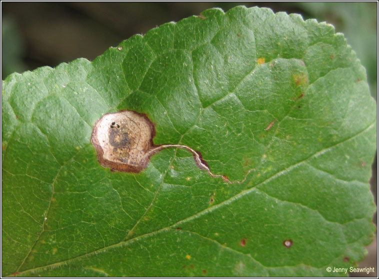 Stigmella plagicolella