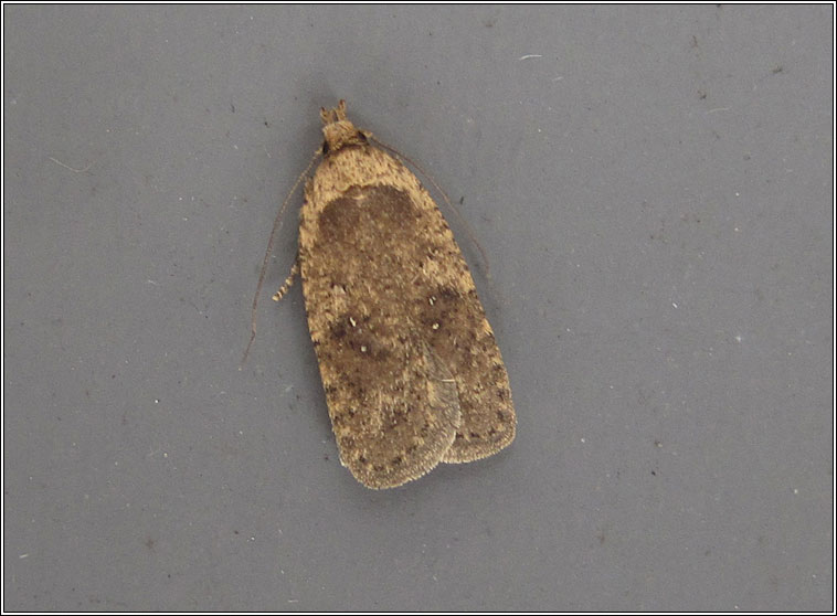 Agonopterix heracliana