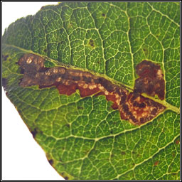 Stigmella salicis