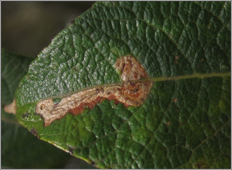 Stigmella salicis