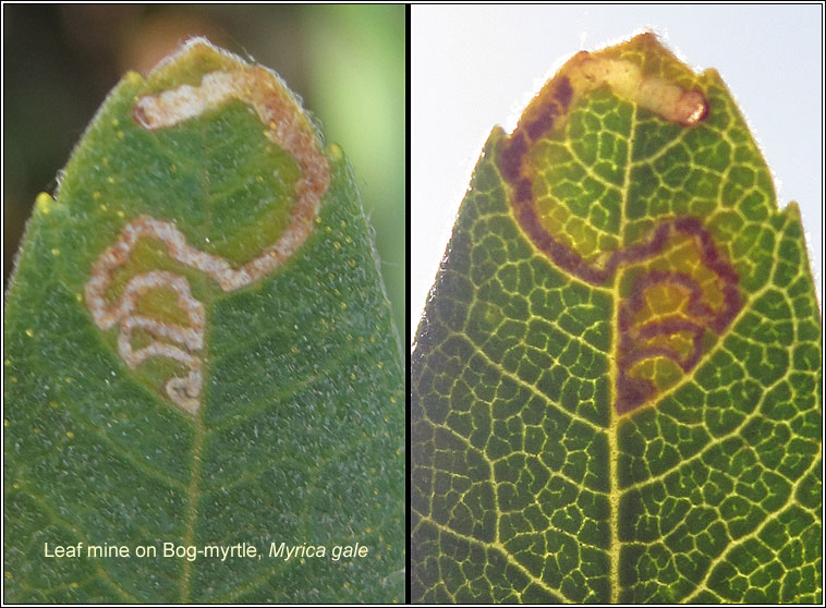 Stigmella salicis on Myrica gale