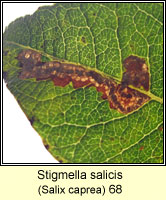 Stigmella salicis